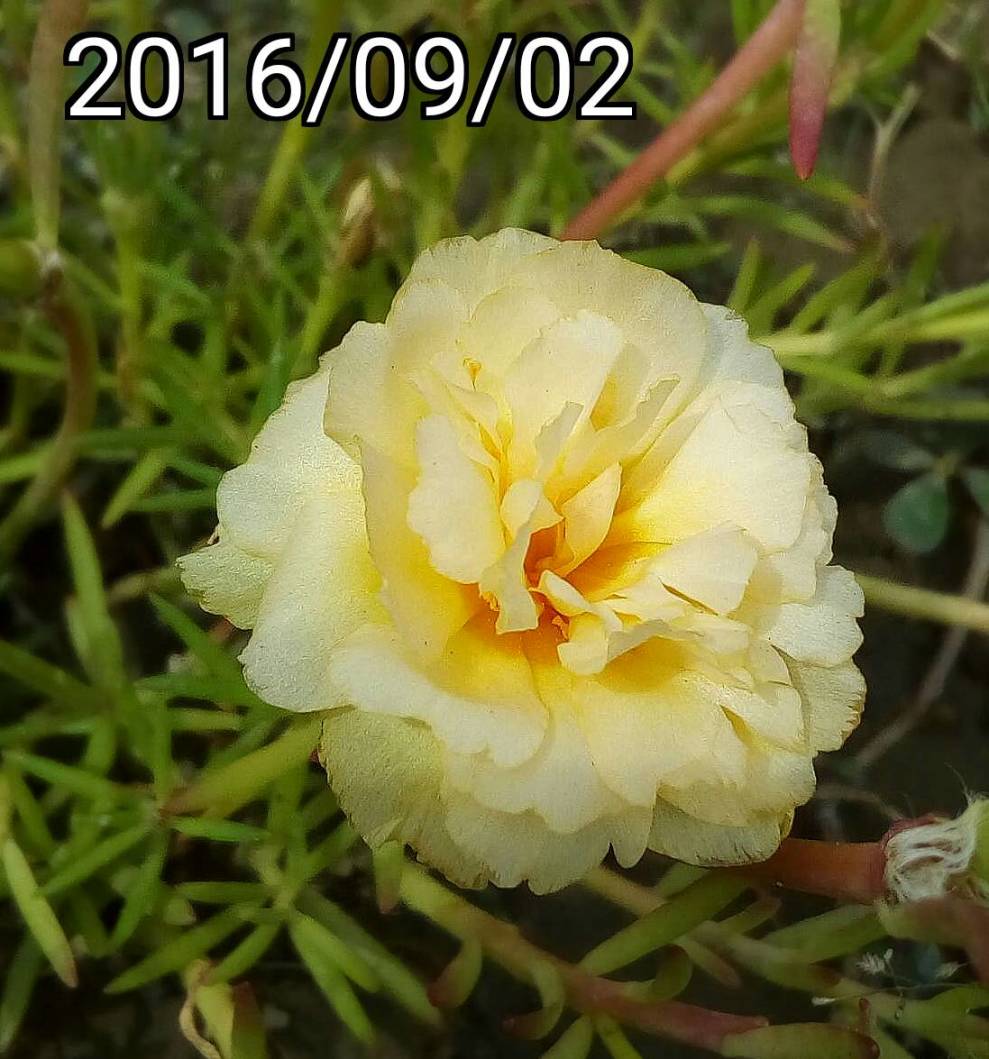 複瓣黃白松葉牡丹 multi-petalled yellow white Portulaca pilosa， kiss-me-quick， hairy pigweed